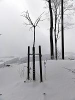  28.Oktober 2012 - es ist Winter geworden und alle Blätter liegen unter dem Schnee